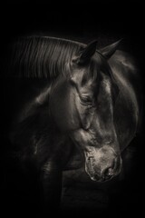 A black and white photo of a horse in the dark