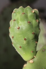 kaktus opuntia opuncja tomentosa