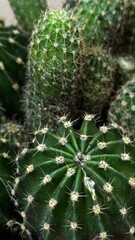 Macro shot of round cactus with white spines, showcasing texture and symmetry, ideal for nature, desert, and botany themes.