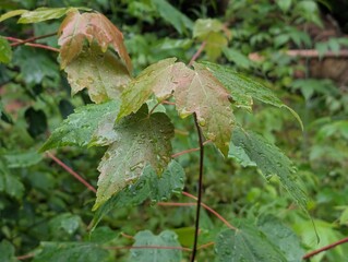 red maple, acer rubrum, maple, 