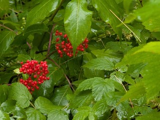 Red elderberry, berry, red berry sureau rouge, elderberry, Shawinigan, Quebec, Canada