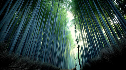 Dense bamboo forest,  light filtering through tall stalks
