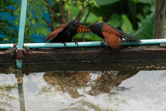 Two Greater Coucals in Confrontation Reflected in Water