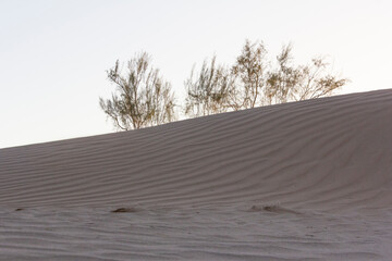 Sweeping golden dunes and wind-sculpted shrubs in Yazd’s desert during sunset, highlighting the...