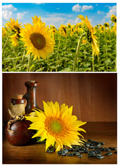 Framed set of bright landscapes with sunflower, sunflower oil and seeds.