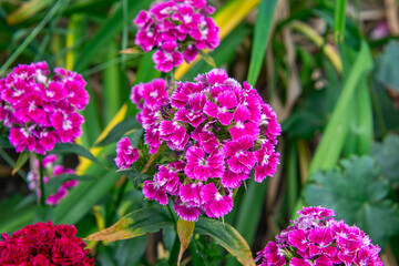 blooming sweet William flowers (Dianthus barbatus) in vibrant pink, surrounded by green foliage in...
