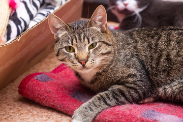 A cat lounging on a bright red blanket, looking at the camera