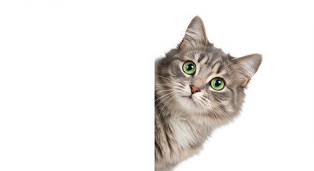 Obraz premium Adorable Gray Cat Peeking from Behind a White Background A Cute and Playful Feline Portrait