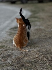 A black and orange cat walk side by side along a sunlit path, ideal for companionship, pets, and rural lifestyle visuals.