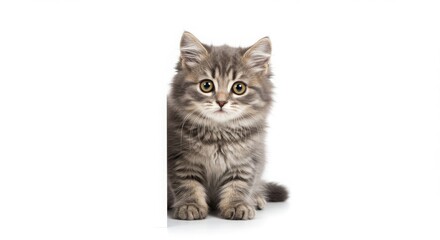 Adorable Grey Kitten Fluffy Paws, Big Eyes, White Background Studio Shot