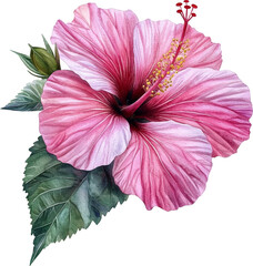 pink hibiscus