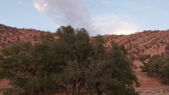 A stunning panoramic sunset view of argan trees (Argania spinosa) covering a forest in central Morocco, with the Anti-Atlas Mountains in the background under a clear blue sky.
