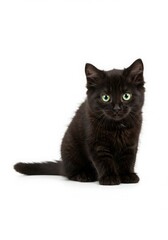 Adorable Black Kitten Sitting on White Background A Captivating Portrait of Feline Innocence