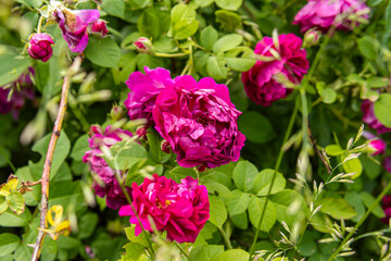 Pink flowers of decorative rosehip. Natural