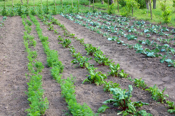 In this well-tended vegetable garden, rows of young plants emerge from the earth, showcasing...