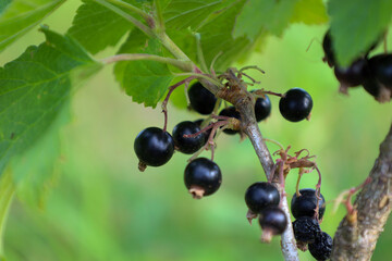 Evenly spaced black currants hang on a branch among green leaves. This shot reflects a fresh harvest and the natural beauty of the garden in the summer.