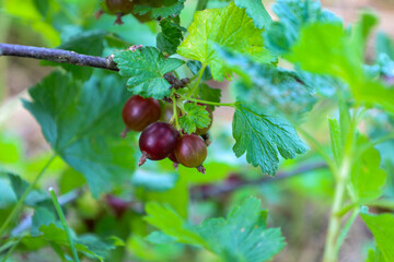 Several ripe currants with a reddish tint hang on a branch among green leaves. This shot conveys...
