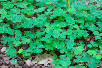 A sprawling clearing of bright green wood sorrel with characteristic shamrocks covers the forest...