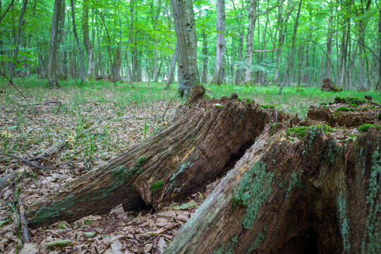 Old stumps covered with moss lie on the forest floor among young green trees, creating an image of eternity and nature's rebirth. This shot conveys the peaceful atmosphere of the forest and its contin