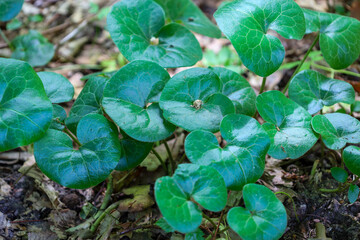 Bright green wild ginger leaves spread across the ground covered with fallen leaves, forming a...