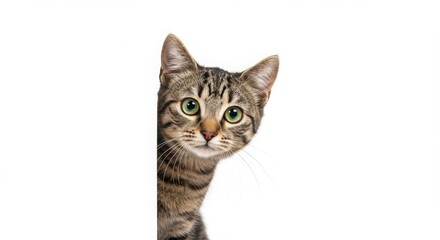 Obraz premium Adorable Tabby Cat Peeking from Behind a White Background A Captivating Portrait of Feline Charm