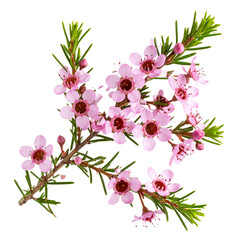 Single waxflower stem with pink blossoms and needle-like green leaves, isolated on transparent background PNG