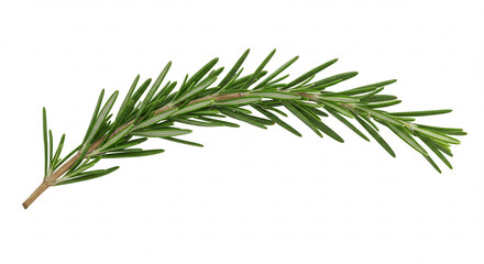 Isolated shot of a healthy rosemary sprig, highlighting its distinctive texture and fresh appearance.