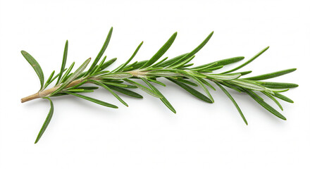 Fototapeta premium Pure rosemary sprig, emphasizing its crisp green color and traditional use in cuisine and wellness.