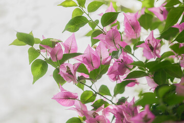 Beautiful Bougainvillea pink and purple flowers, Bougainvillea glabra Choisy, flowering in spring...