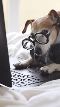 Cute Dog resting in white bed wearing grey sweatshirt, big headphones and glasses looking at camera using laptop. freelancer working remotely music making. professional pet vertical video footage