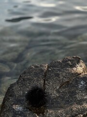 Black sea urchin resting on a wet rock at the shoreline, captured close-up near clear seawater, ideal for marine life and coastal textures.