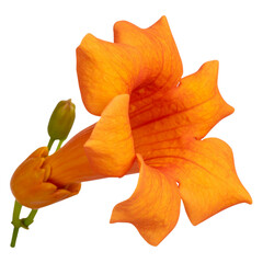 Single blooming trumpet vine flower with curved tubular petals, isolated on transparent background PNG