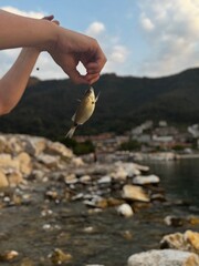 Hand Holding Tiny Fish at Rocky Shore