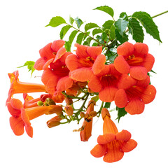 Single blooming trumpet vine flower with curved tubular petals, isolated on transparent background PNG (2)