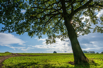 Eine prächtige Eiche auf einer herbstlichen Ackerfläche in Norddeutschland; durch das Geäst...