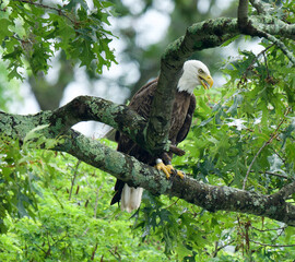 Majestic Bald Eagle in Woods