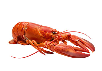 A perfectly cooked vibrant red Maine lobster with large intact claws and long delicate antennae, its glossy shell reflecting studio light, against a seamless transparent studio background with copy