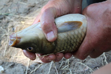 Close-up of hands holding a fish with visible scales.