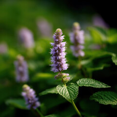Explore the lush garden where patchouli plants flourish under warm sunlight with vibrant green foliage and delicate purple blooms