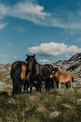 Adorable horses with a cute foal in the mountains of Durmitor National Park, Montenegro.
