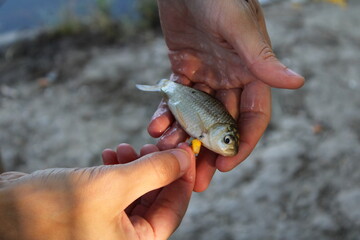 Hands holding a small fish with bait attached.