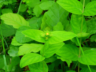 green trees forest landscape photo	