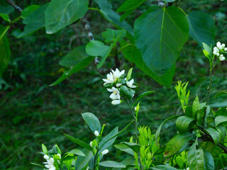 tangerine tree white blossoms macro photo	