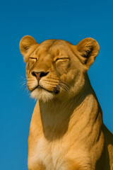 Obraz premium Majestic lioness with eyes closed basking in the sun against a clear blue sky background