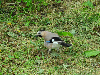 jay garrulus glandarius bird on tree branch	