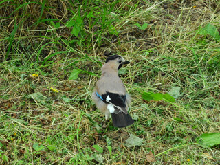 jay garrulus glandarius bird on tree branch	