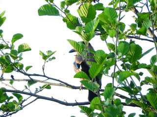 jay garrulus glandarius bird on tree branch	