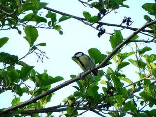 natural phylloscopus collybita bird photo	