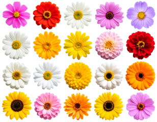 house with a roof HD transparent background PNG Stock Photographic Image .jpg - Firefly_Transparent PNG available_Single flowers collection, set isolated on transparent whit 