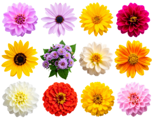 house with a roof HD transparent background PNG Stock Photographic Image .jpg - Firefly_Transparent PNG available_Single flowers collection, set isolated on transparent whit